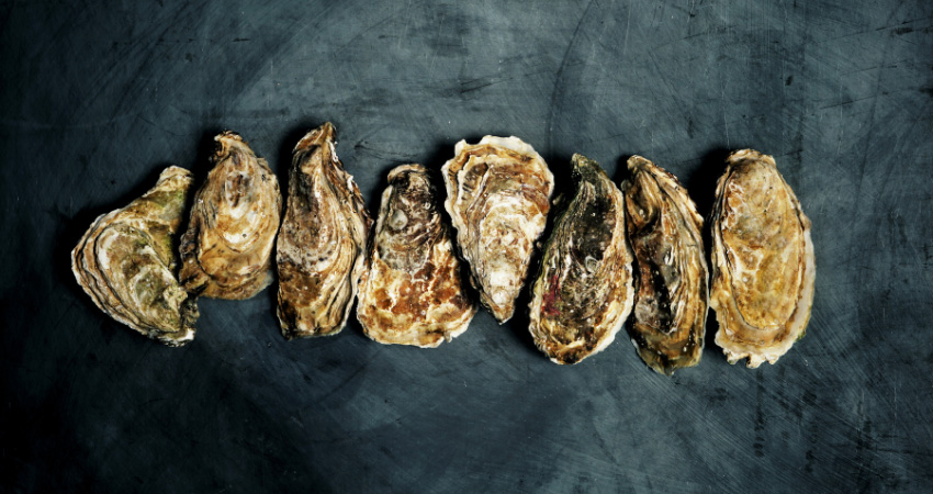oyster shells