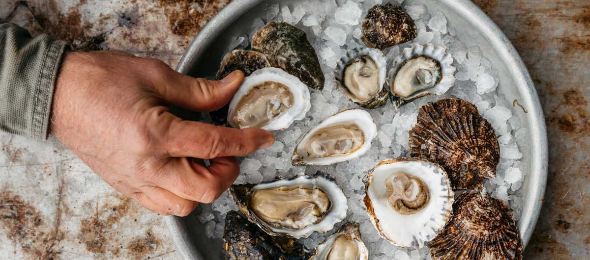oysters on ice